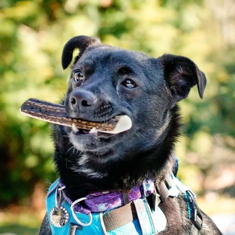 GRYZAK Z POROŻA JELENIA 4DOGS S EASY NATURALNY DLA MAŁYCH PSÓW (do 10 kg)
